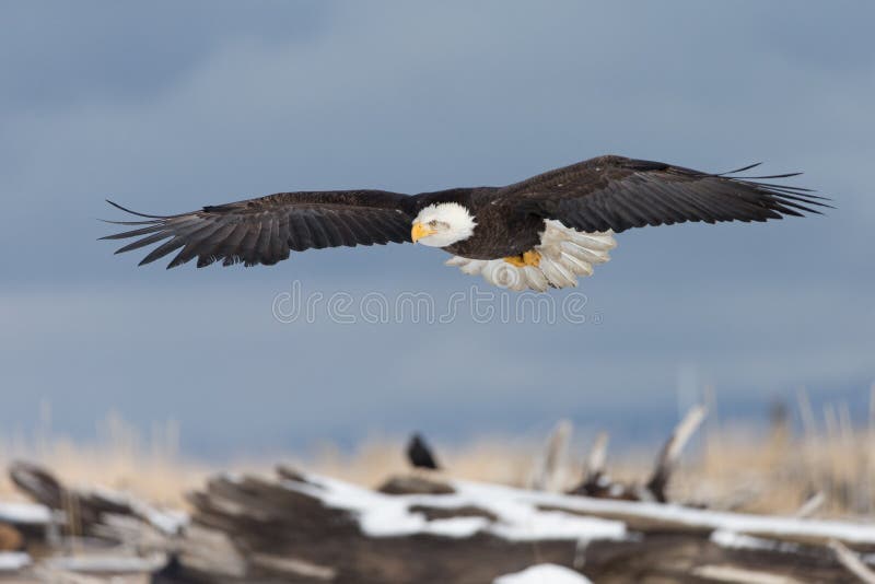 Beautiful Bald Eagle flying, Homer Alaska. Beautiful Bald Eagle flying, Homer Alaska