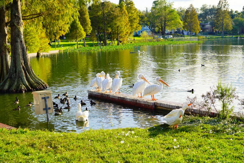 White pelican is cleaning the leather in Lake Morton at city center of lakeland Florida. White pelican is cleaning the leather in Lake Morton at city center of lakeland Florida