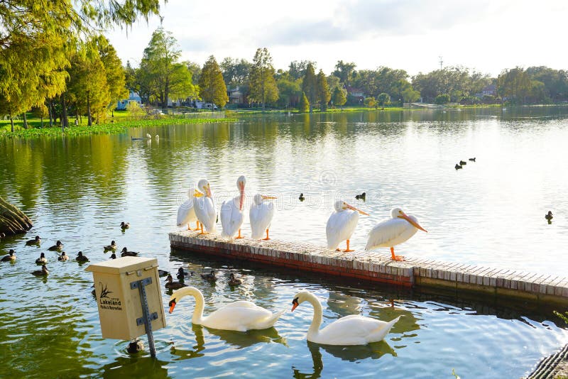 White pelican is cleaning the leather in Lake Morton at city center of lakeland Florida. White pelican is cleaning the leather in Lake Morton at city center of lakeland Florida