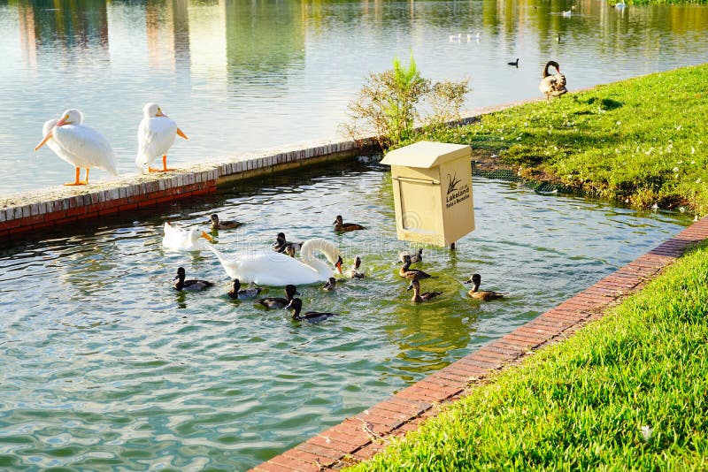 White pelican is cleaning the leather in Lake Morton at city center of lakeland Florida. White pelican is cleaning the leather in Lake Morton at city center of lakeland Florida