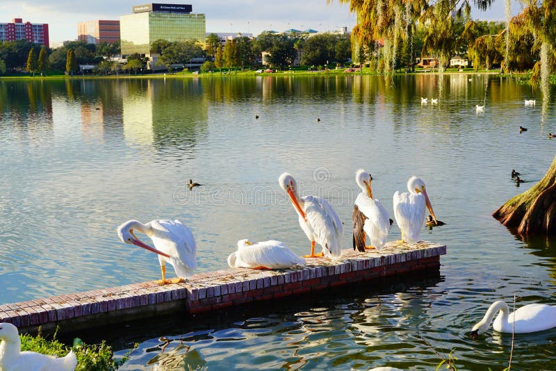 White pelican is cleaning the leather in Lake Morton at city center of lakeland Florida. White pelican is cleaning the leather in Lake Morton at city center of lakeland Florida