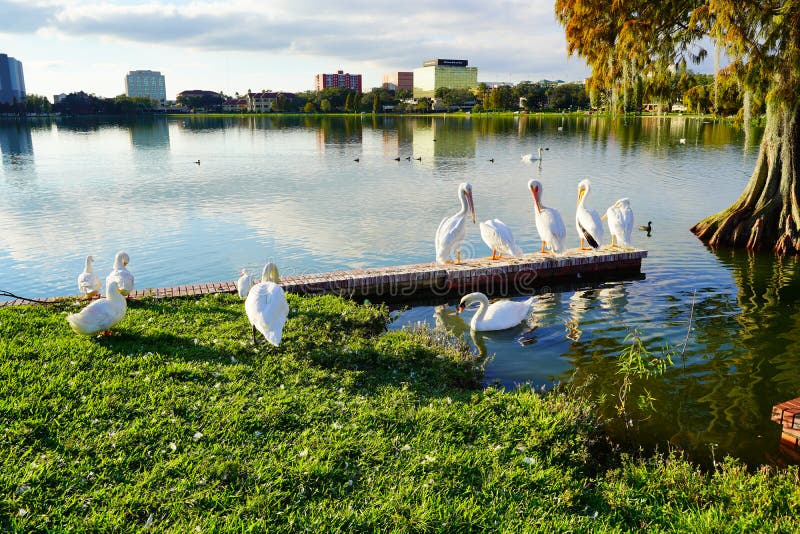 White pelican is cleaning the leather in Lake Morton at city center of lakeland Florida. White pelican is cleaning the leather in Lake Morton at city center of lakeland Florida