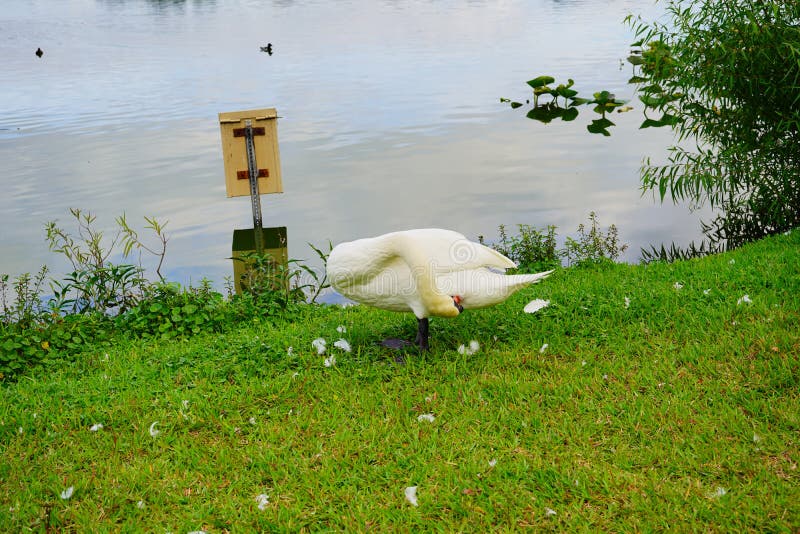 White Swan is cleaning the leather in Lake Morton at city center of lakeland Florida. White Swan is cleaning the leather in Lake Morton at city center of lakeland Florida