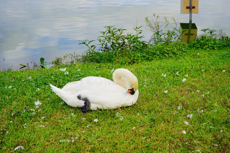 White Swan is cleaning the leather in Lake Morton at city center of lakeland Florida. White Swan is cleaning the leather in Lake Morton at city center of lakeland Florida