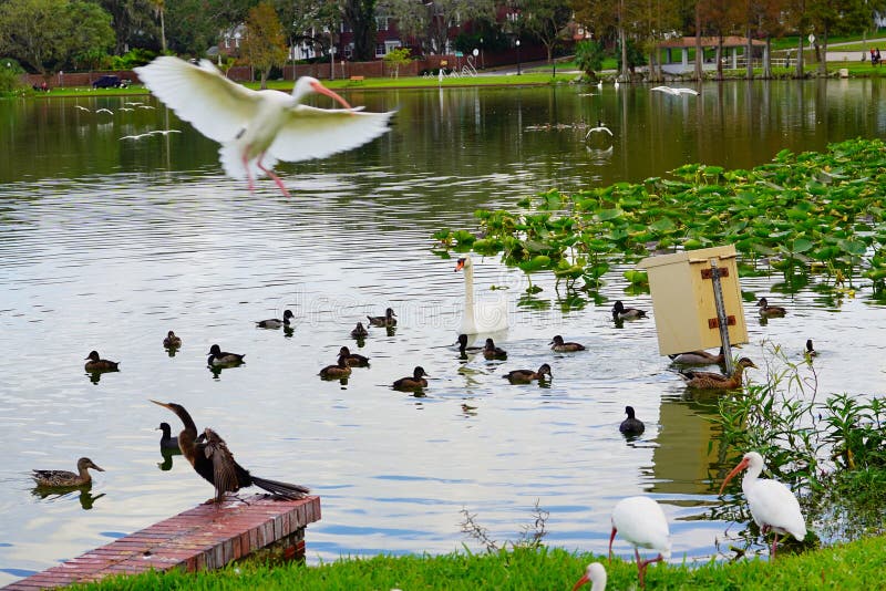 White Swan is cleaning the leather in Lake Morton at city center of lakeland Florida. White Swan is cleaning the leather in Lake Morton at city center of lakeland Florida