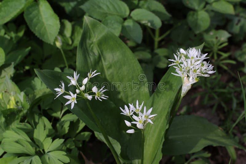 Weiße Blumen von ramsons - lateinisches Name Lauch ursinum im mäßigen Wald in Serbien