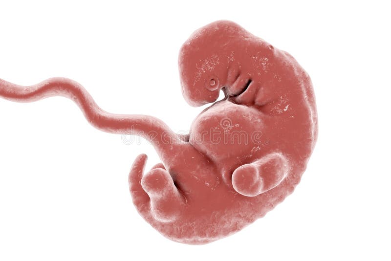 5-weken menselijke embryo wetenschappelijk nauwkeurige illustratie vector illustratie 5-weken menselijke embryo wetenschappelijk nauwkeurige illustratie vector illustratie