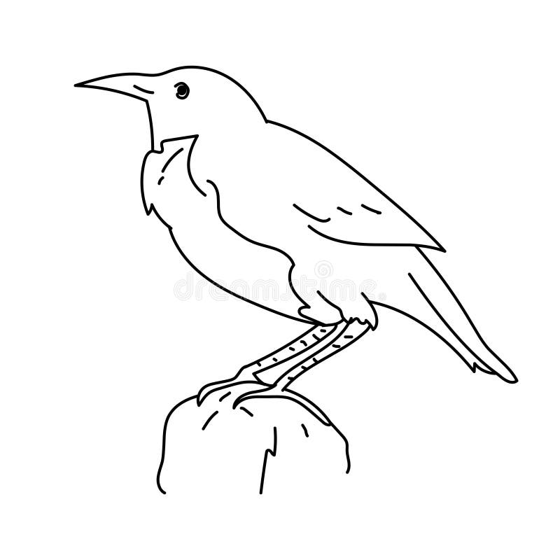 Wektor ilustracyjny ptaka rysującego ptaka Ptasznik zwyczajny ilustracji Wektor ilustracyjny ptaka rysującego ptaka Ptasznik zwyczajny ilustracji