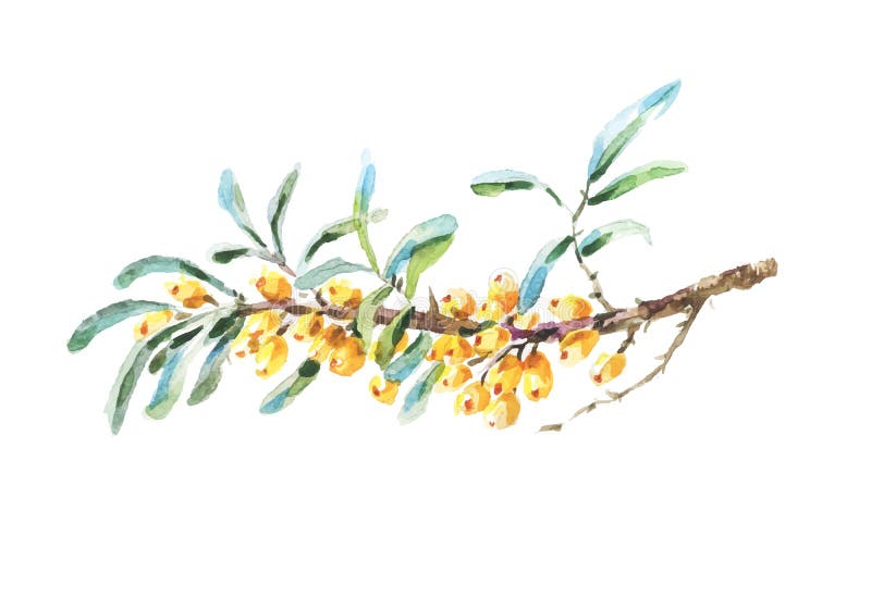 Wektorowa dennego buckthorn jagod gałąź ilustracji Wektorowa dennego buckthorn jagod gałąź ilustracji
