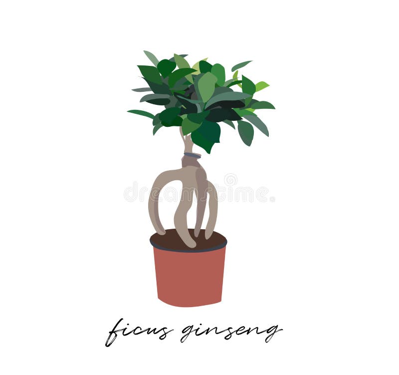 Wektorowa garnek rośliny ilustracja ficus ginseng ręki rysunek houseplant nakreślenie ilustracja wektor