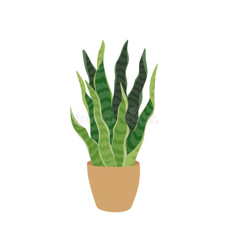 Wektorowa ilustracja ficus ziemnited w stylu płaskim. idealny do projektowania i botaniki przyjaznego dla środowiska w domu royalty ilustracja