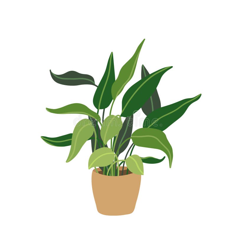 Wektorowa ilustracja ficus ziemnited w stylu płaskim. idealny do projektowania i botaniki przyjaznego dla środowiska w domu ilustracji