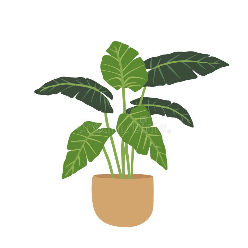 Wektorowa ilustracja ficus ziemnited w stylu płaskim. idealny do projektowania i botaniki przyjaznego dla środowiska w domu royalty ilustracja