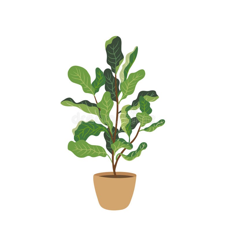 Wektorowa ilustracja ficus ziemnited w stylu płaskim. idealny do projektowania i botaniki przyjaznego dla środowiska w domu ilustracja wektor