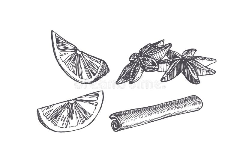 Wektorowa rocznik ilustracja kardamonu, cynamonu i cytrusa plasterek odizolowywający na bielu, Pikantność w nakreślenie stylu ilustracji Wektorowa rocznik ilustracja kardamonu, cynamonu i cytrusa plasterek odizolowywający na bielu, Pikantność w nakreślenie stylu ilustracji
