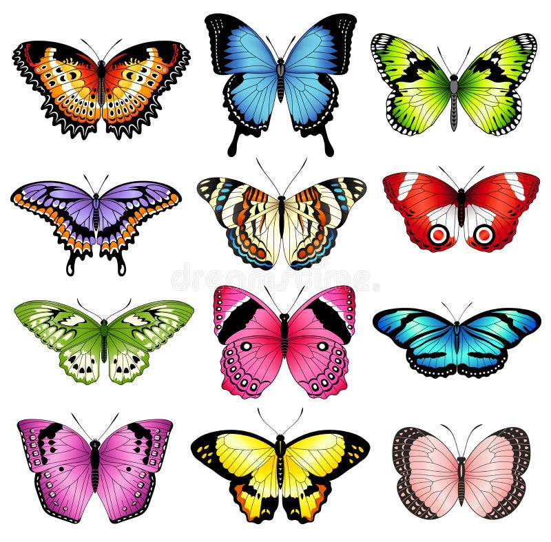 Wektorowe koloru motyla ilustracje
