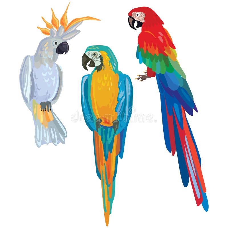 Wektorowe kreskówek papugi ilustracja wektor Wektorowe kreskówek papugi ilustracja wektor