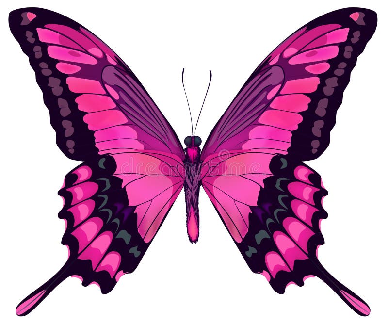 Piękny różowy motyl