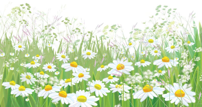 Vector blossoming flowers field, nature border isolated. Vector blossoming flowers field, nature border isolated.