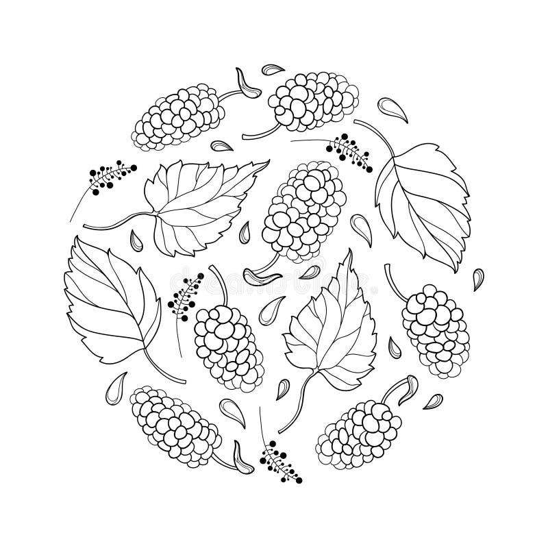 Wektorowy round skład z konturu Morus z lub morwą dojrzałą jagodą i liściem w czerni odizolowywającym na białym tle royalty ilustracja Wektorowy round skład z konturu Morus z lub morwą dojrzałą jagodą i liściem w czerni odizolowywającym na białym tle royalty ilustracja