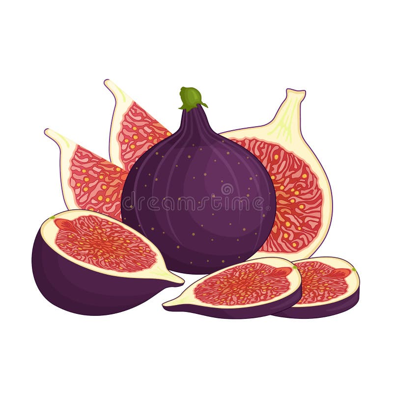 Wektorowy skład z figi royalty ilustracja Wektorowy skład z figi royalty ilustracja