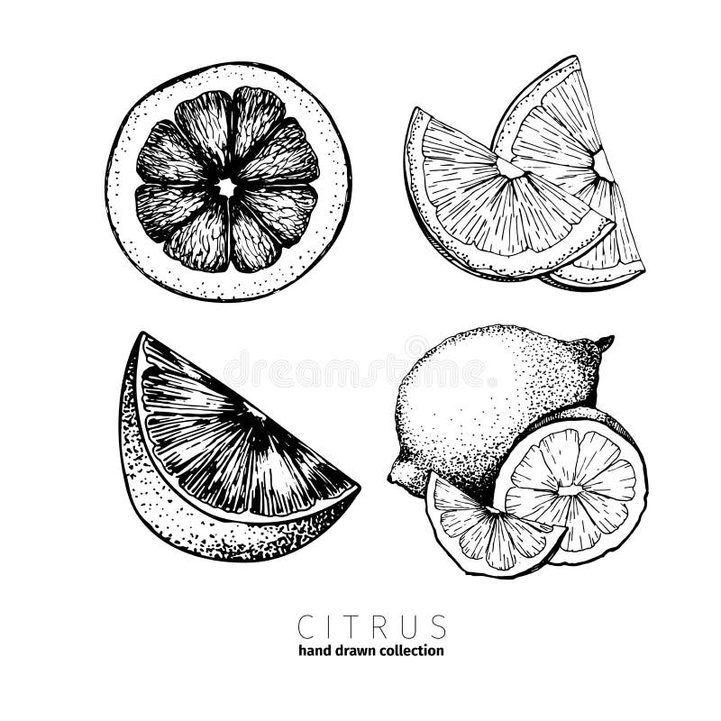 Wektorowy ustawiający cytrus owoc Pomarańcze, cytryna, wapno i krwiści pomarańczowi plasterki