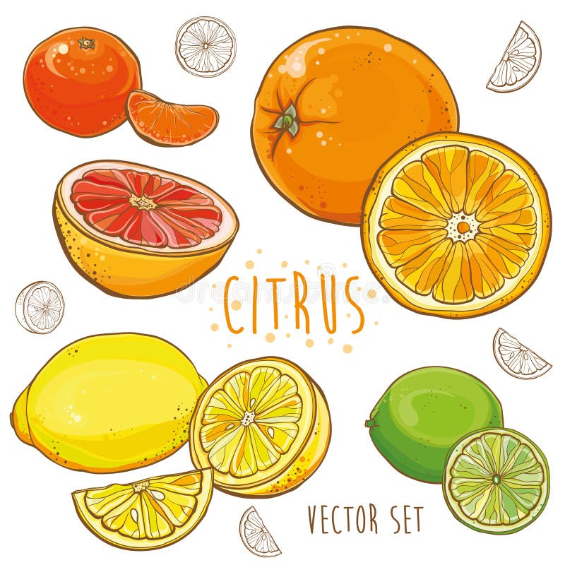 Wektorowy ustawiający z cytrus owoc: cytryna, wapno, pomarańcze, tangerine