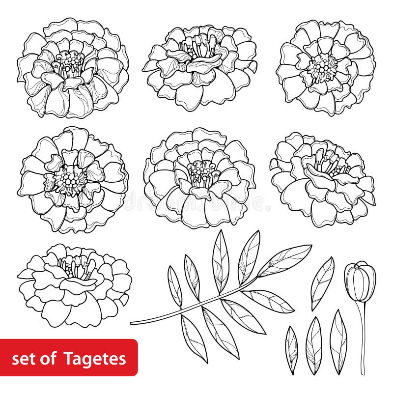 Wektorowy ustawiający z kwiatem, pączkiem i liściem w czerni odizolowywającym na białym tle Tagetes lub nagietka, Ozdobny Tagetes royalty ilustracja Wektorowy ustawiający z kwiatem, pączkiem i liściem w czerni odizolowywającym na białym tle Tagetes lub nagietka, Ozdobny Tagetes royalty ilustracja