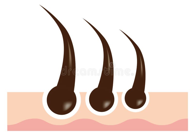 Wektorowy wizerunku materiał włosiany follicle ilustracja wektor Wektorowy wizerunku materiał włosiany follicle ilustracja wektor