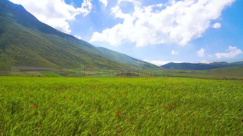 Rich green grass on a field in the mountains