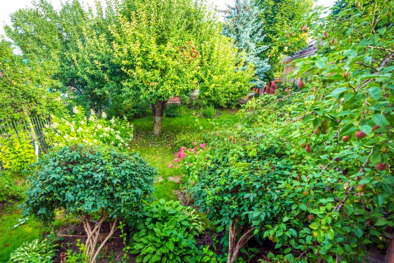 Well maintained summer garden with fruit trees