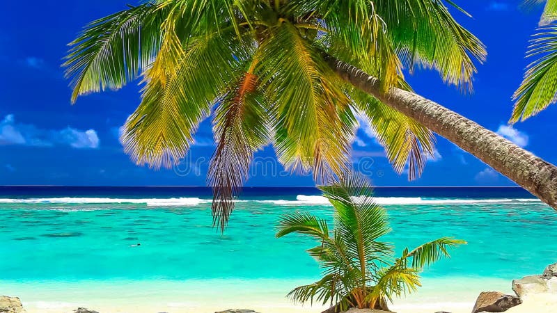 Wellen auf einem tropischen Strand mit Palme, Koch Islands