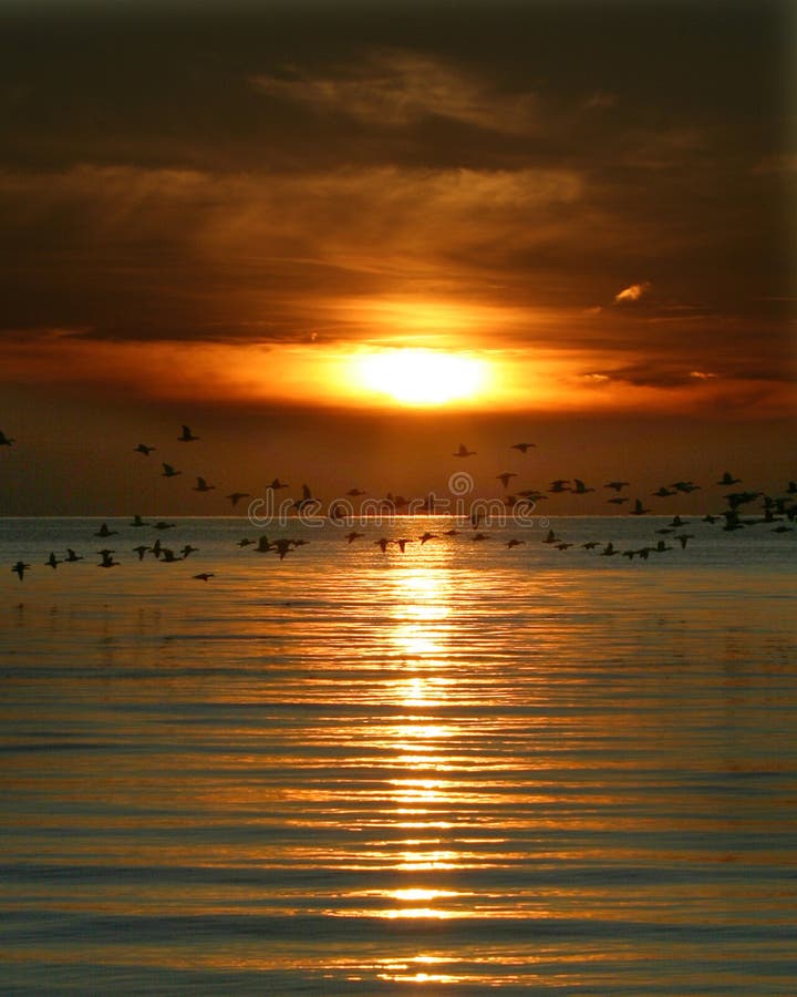 Vögel Fliegen in den Sonnenuntergang am wellfleetharbor Masse.