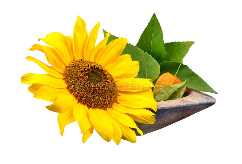 Wellness stock image. Image of sunflower, relaxiotion 16076551