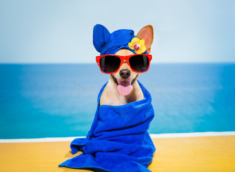 Wellness beauty spa dog royalty free stock photo Wellness beauty spa dog royalty free stock photo