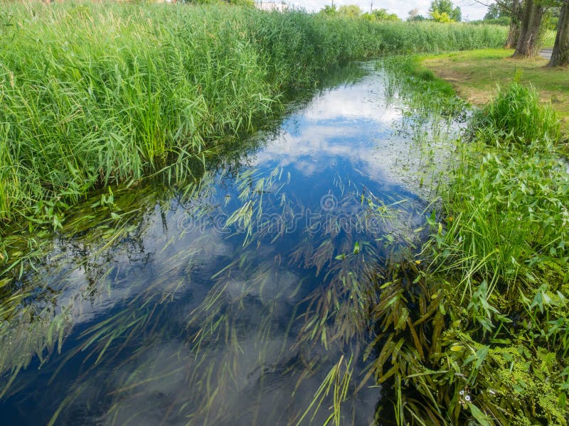 River bifurcation stock image. Image of branch, intersect 16047265