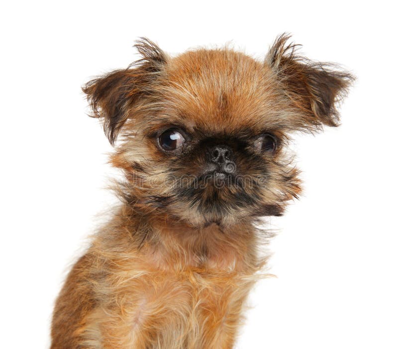 Welpe Br Ssels Griffon Auf Einem Wei En Stockfoto Bild Von Belgier Themen 148836076