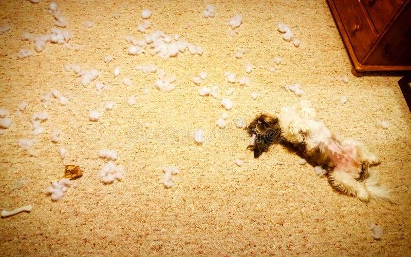 Welpe, der in der Wolke träumt. Shih-tzu Welpe ist vom Sein frech müde