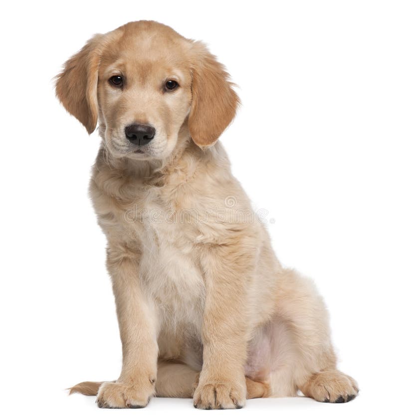 Welpe des goldenen Apportierhunds, 2 Monate alte, sitzend