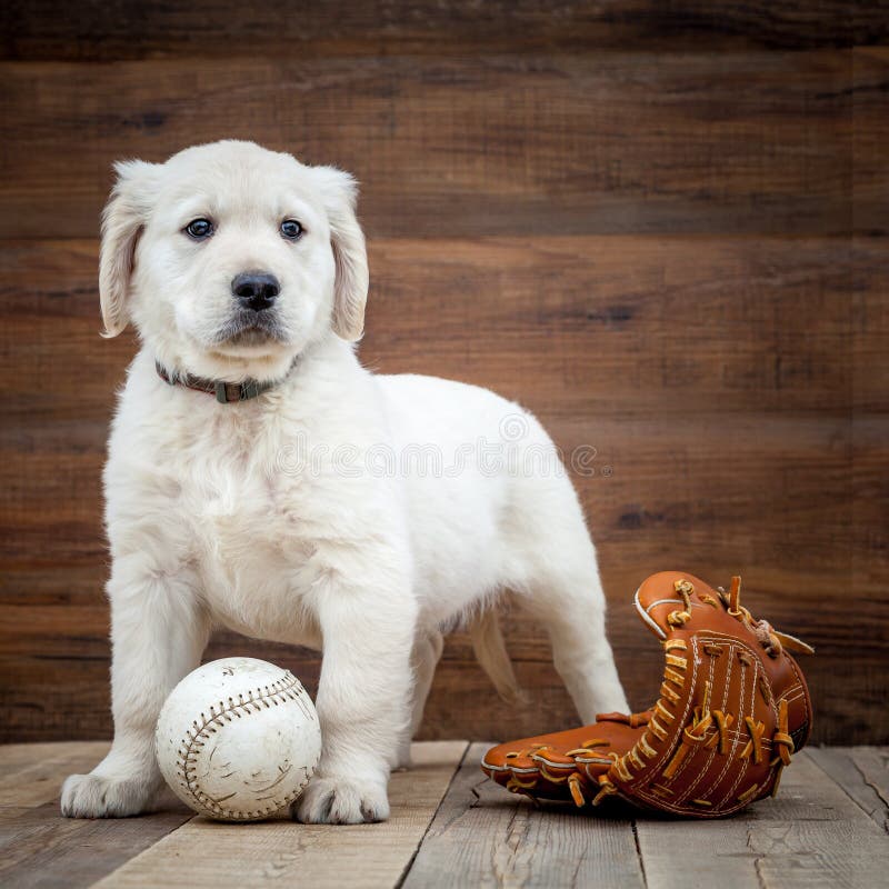 Welpe des goldenen Apportierhunds lizenzfreie stockfotos Welpe des goldenen Apportierhunds lizenzfreie stockfotos