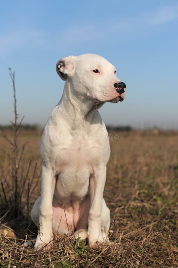 Argentinischer Hund/Dogo Argentino Stockbild Bild von portrait, tiere
