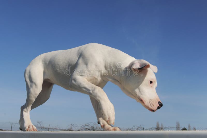 Argentinischer Hund/Dogo Argentino Stockbild Bild von portrait, tiere