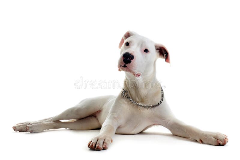 Argentinischer Hund/Dogo Argentino Stockbild Bild von portrait, tiere