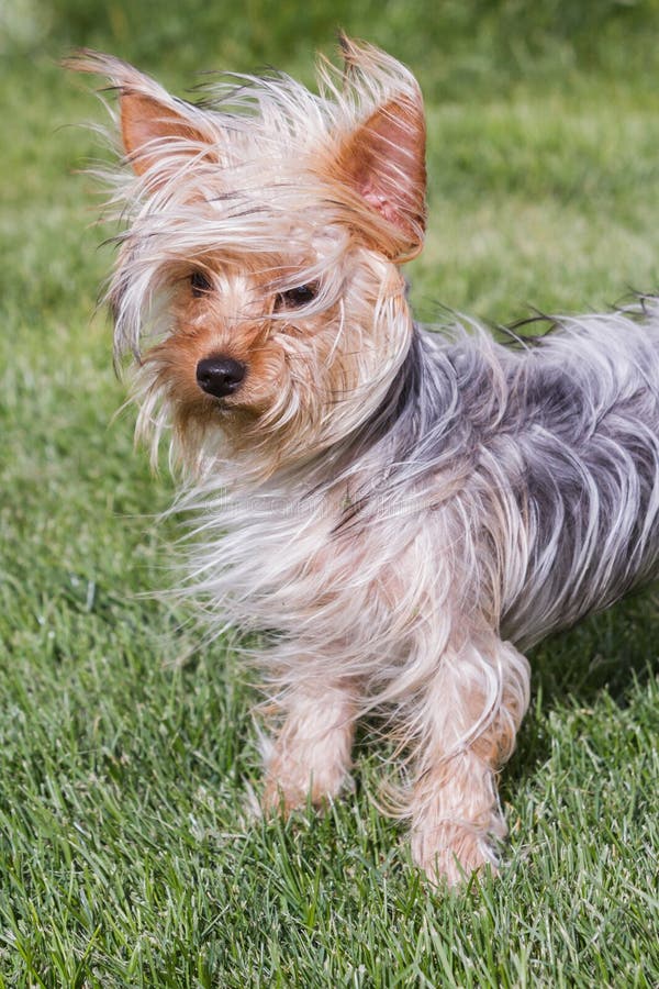 YorkshireTerrier Mit Dem Haar Im Wind Stockfoto Bild von voll, hund