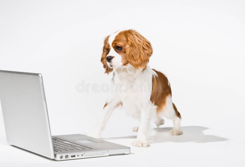 Welpe mit Laptop-Computer lizenzfreies stockfoto Welpe mit Laptop-Computer lizenzfreies stockfoto