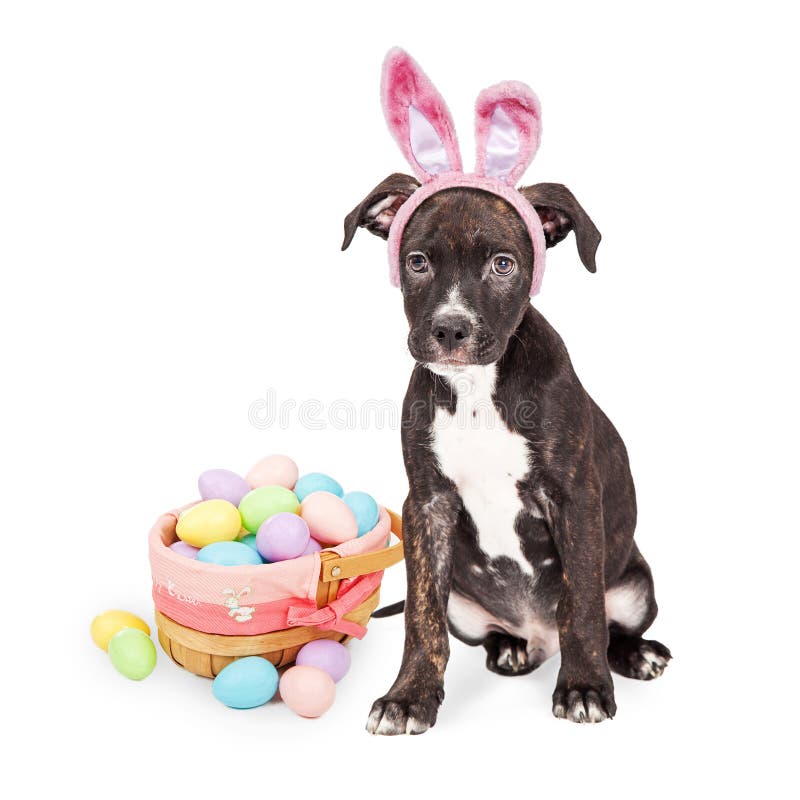Welpe mit Ostern Bunny Ears und Korb stockfotografie Welpe mit Ostern Bunny Ears und Korb stockfotografie