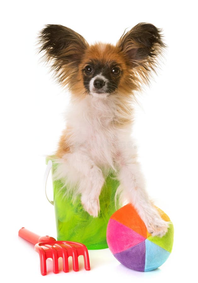 Welpe Und Chihuahua Papillon Stockfoto Bild von lecken, tricolor