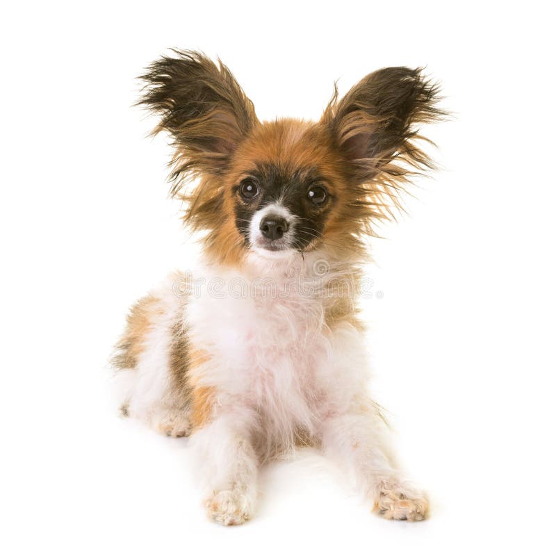 Papillon Hund im Studio stockfoto. Bild von tier, tricolor 165105290
