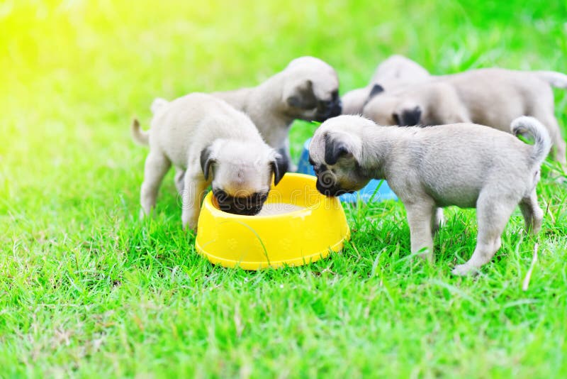 Welpe Pugs, Die Ziegenmilch Essen Stockbild Bild von gesundheit