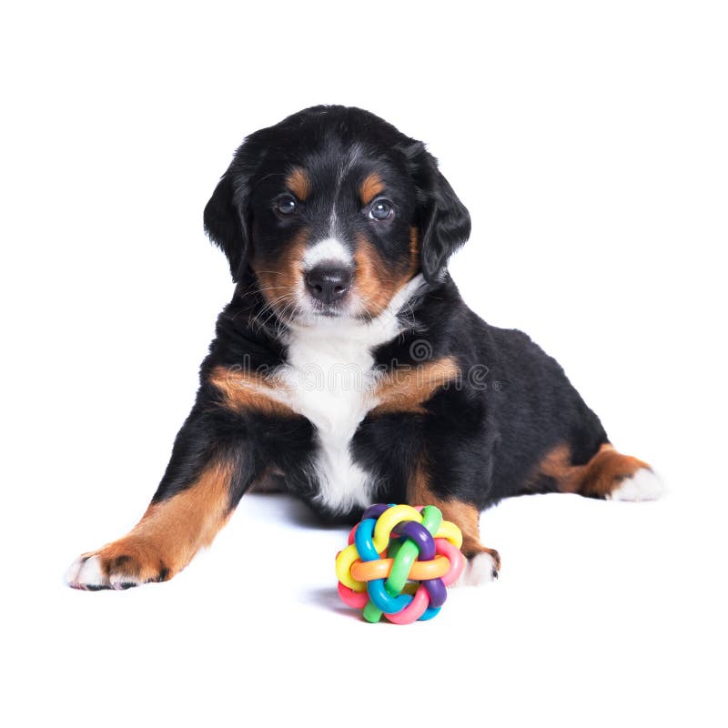 Dreifarbiger Hund Sennenhund Appenzeller Mit Stieg In Den Mund